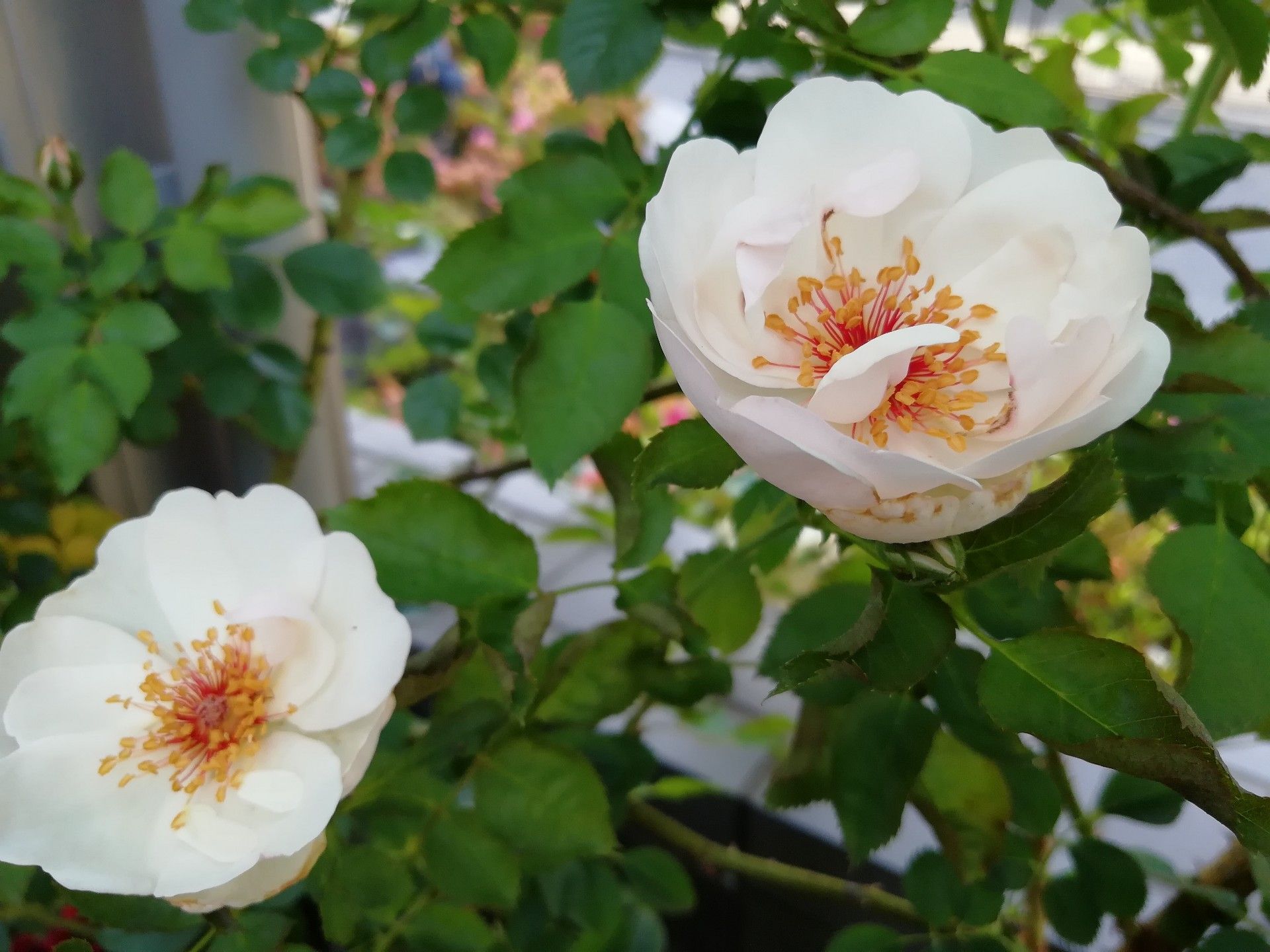 ジャクリーヌデュプレ2番花 庭がなくても鉢バラでローズガーデン 楽天ブログ