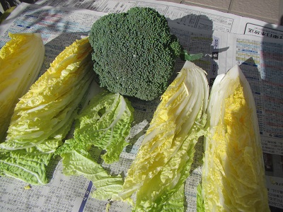 野菜.jpg