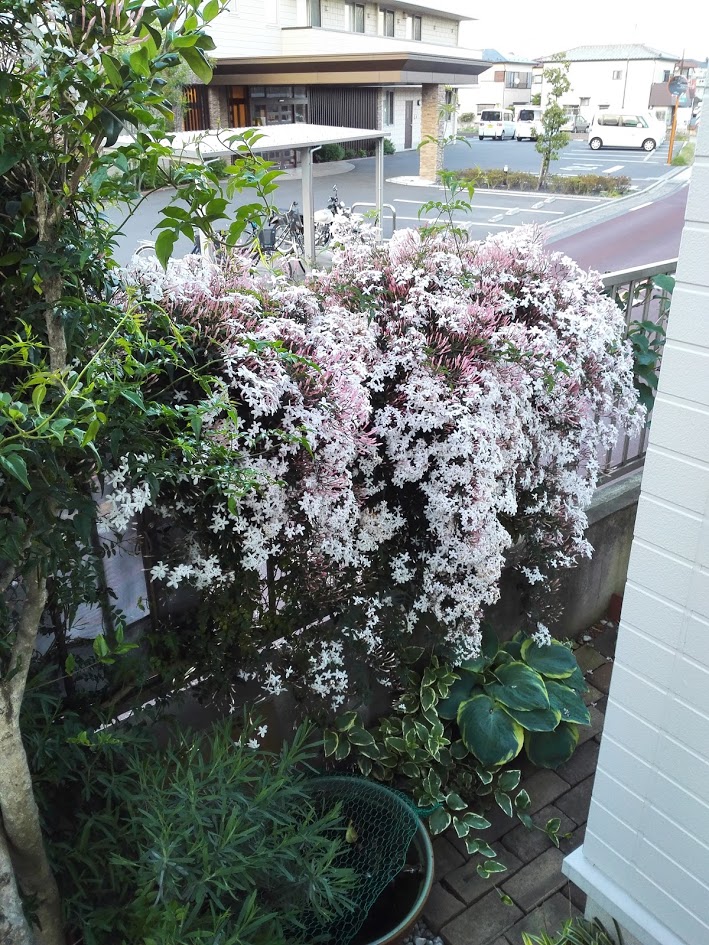 新着ハゴロモ ジャスミン 植え 替え すべての美しい花の画像