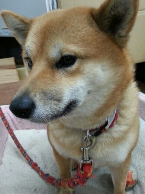 01-08@07-37-38-877楽天.jpg