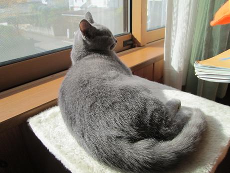 ひなたぼっこ１.JPG