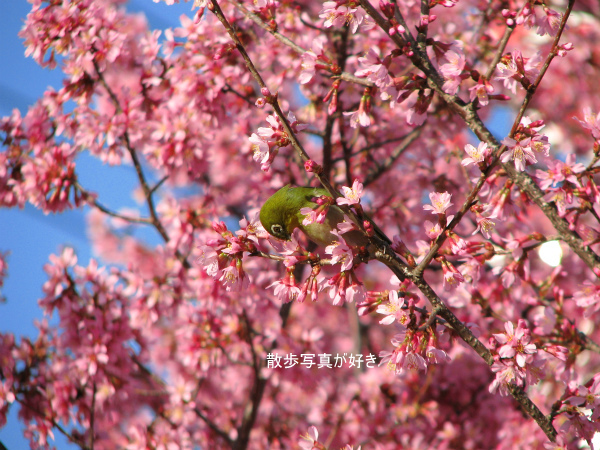 IMG_8336.jpg