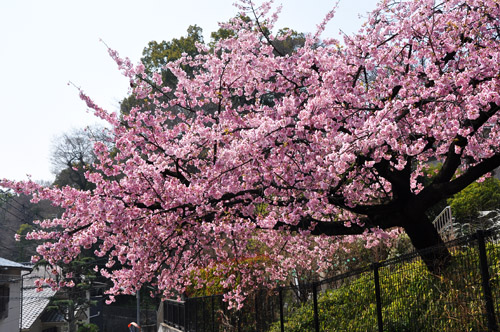 桜４