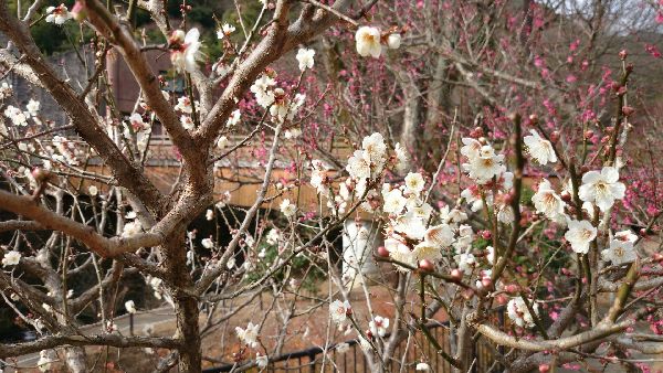 atamibaien4