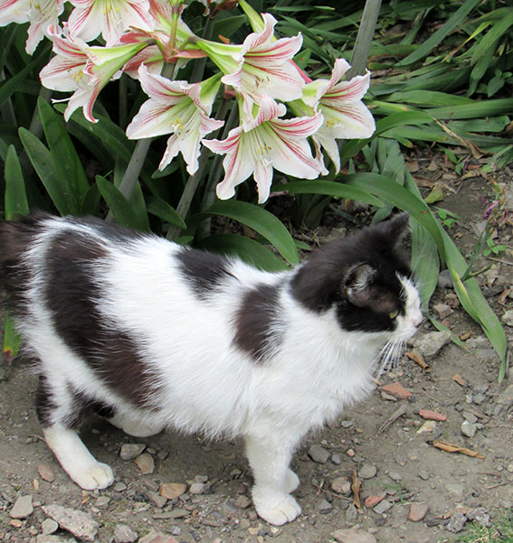 我が家のニャンコ♪2015/5/24-2