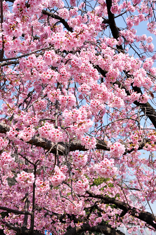 桜６