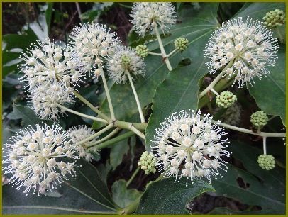 令和元年12月11日 八手の花てんてん手鞠玩ぶ 花の歳時記 天南星の魅力 山野草 楽天ブログ