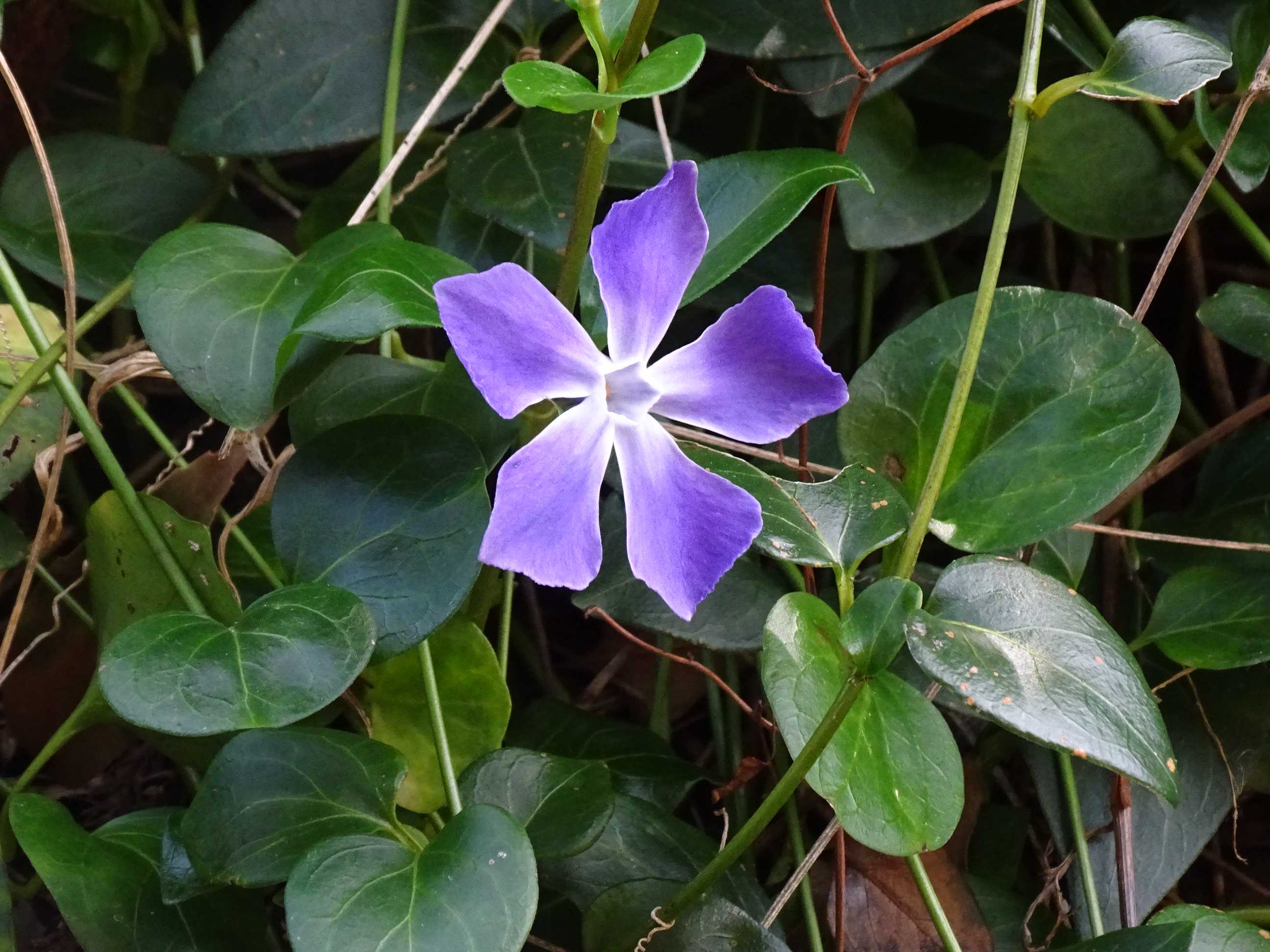 矢倉山(中央公園第五駐車場~ばらの丘ニュータウン~矢倉山) 2021.3.3. 隊長さんの山ある記 楽天ブログ 矢倉山(中央公園第五駐車場~ばらの丘ニュータウン~矢倉山) 2021.3.3. 隊長さんの山ある記 楽天ブログ