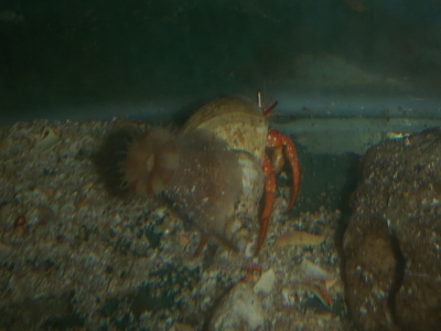 ヤスリヤドカリ31　深海性ヤドカリの飼育