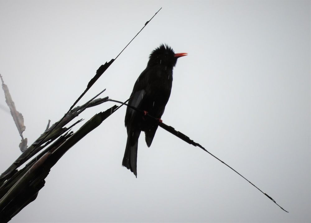 台湾ぶらり クロヒヨドリ のん木ぶろぐ 楽天ブログ