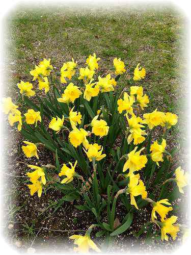 iphone　カメラロール 081.jpg