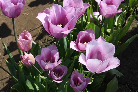 Wooden Shoe Tulip Farm
