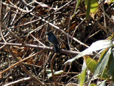 函館山　オオルリ（雄）