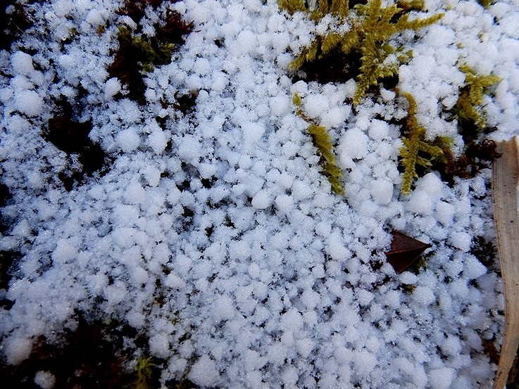 庭の雪3.JPG