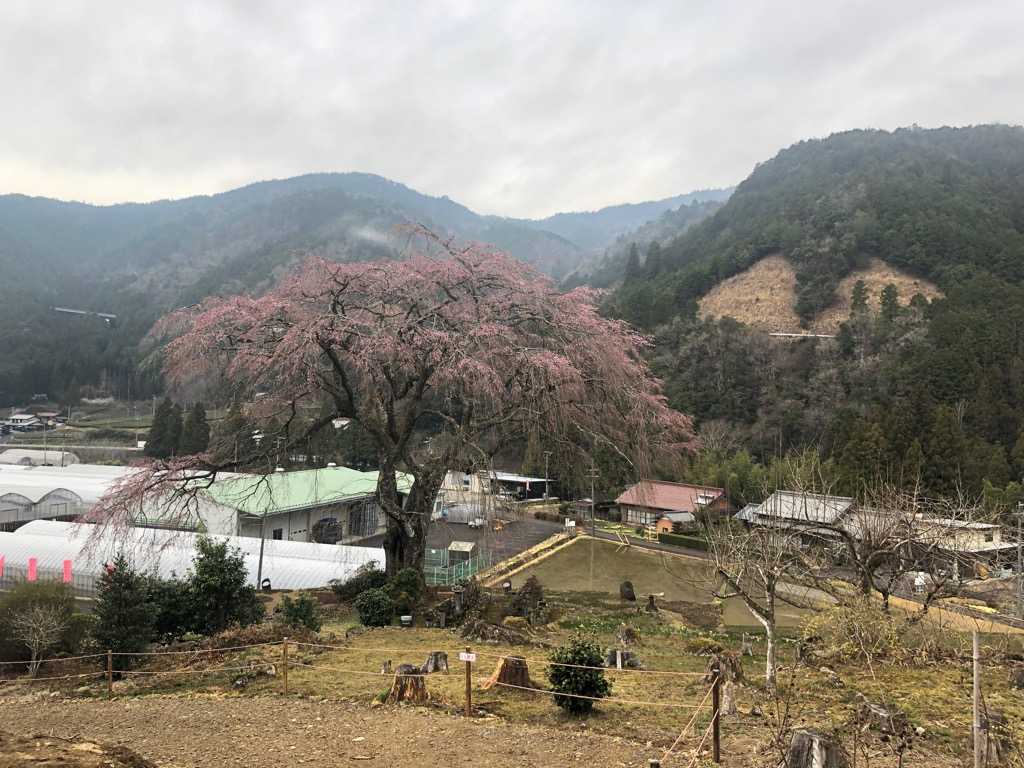 ~2022 水戸野のシダレザクラ開花状況~ 白川町観光協会 楽天ブログ
