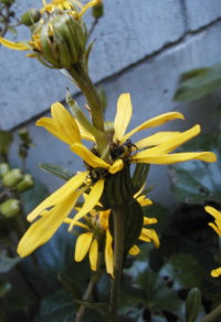 ツワブキの花２段咲き