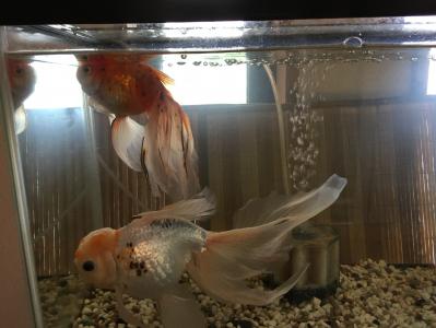 3ページ目の 金魚 春夏秋冬 楽天ブログ