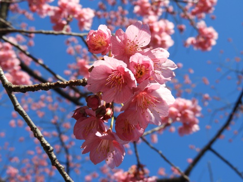 荏原神社の寒緋桜