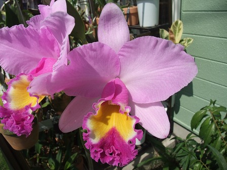Blc. Marvel Queen 20140913-2