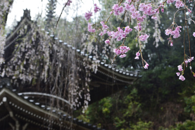 吉野9