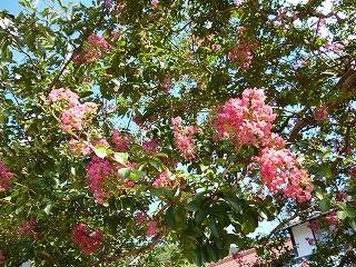 P1000403ss.jpg