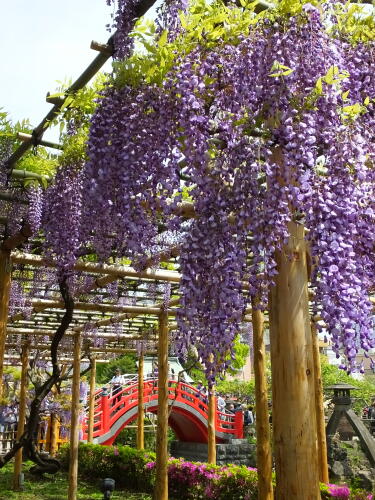 亀戸天神社の藤