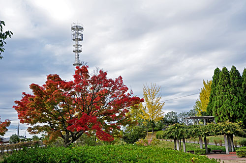 紅葉１