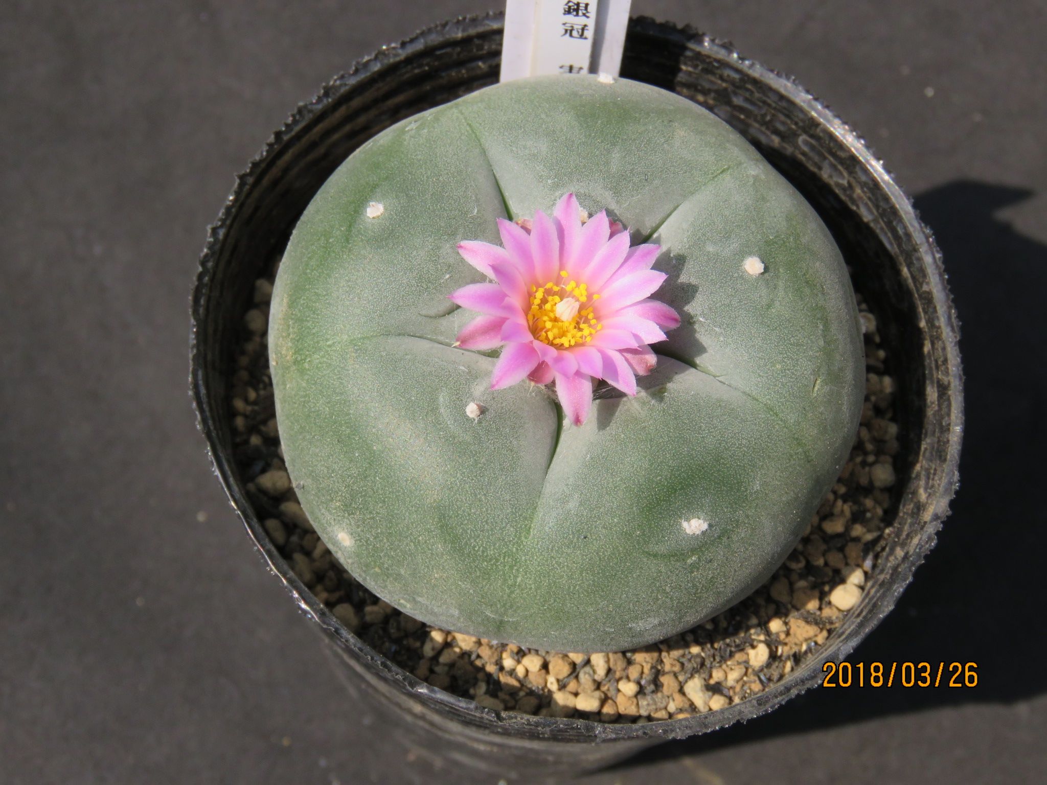 銀冠玉　ロホホラ　サボテン　鳥羽玉　ロフォフォラ ロホホラについて | びびるタニサボ達 - 楽天ブログ