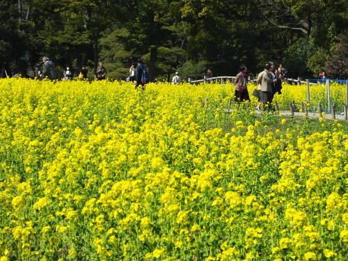 浜離宮恩賜庭園の菜の花