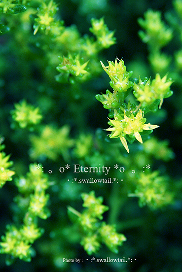 Photo by swallowtail　B.jpg