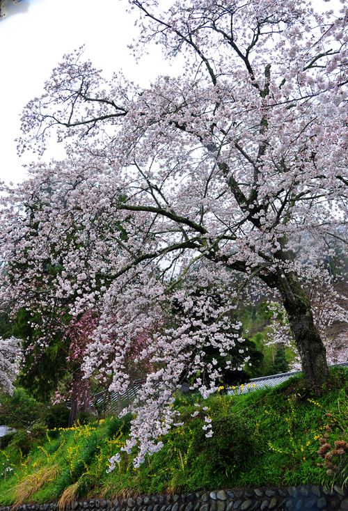 桜２