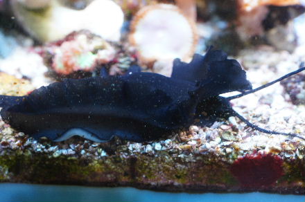 2015_041630cmﾍﾞﾝﾄﾗ黒ｳﾐｳｼ0010.JPG