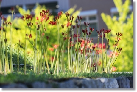 県民の杜-2 ヒガンバナ-1 13.9.17