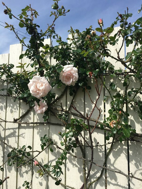 薔薇ゾーンのｄｉｙ フェンス基礎 それ行け ０８４ 楽天ブログ