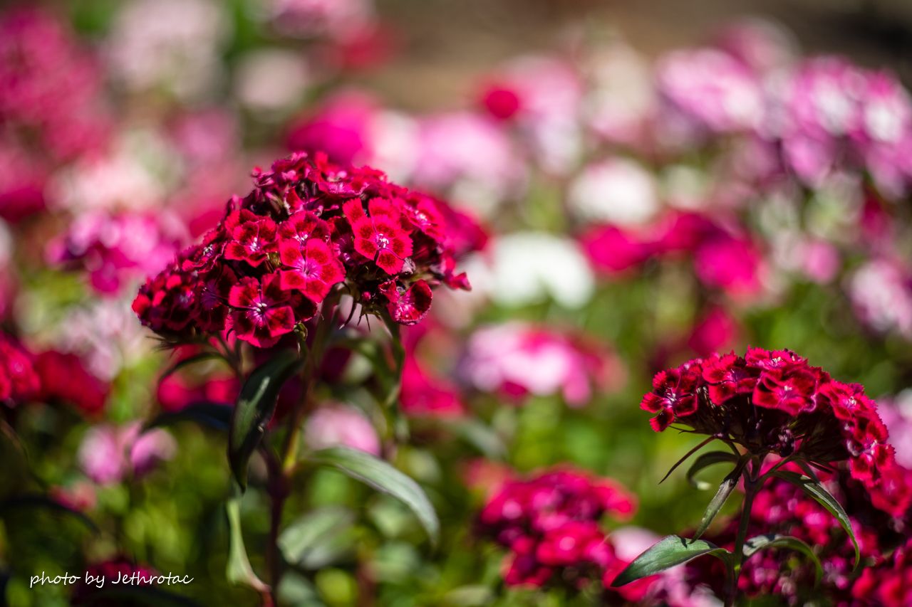 AUTO ROKKOR-PF 55mm F2」α7IIIで使ってみた... | ♡ With My