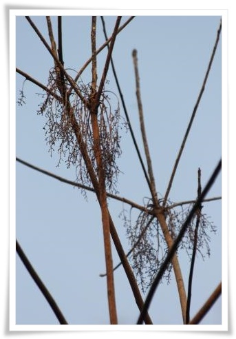 健民海浜公園-8 ハゼノキ 14.3.17