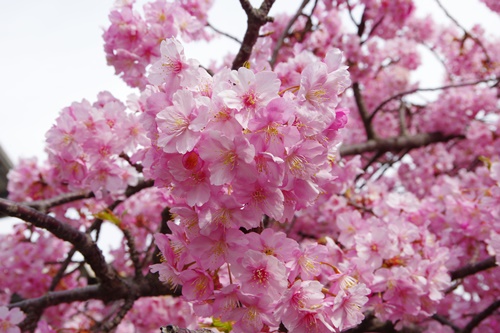 三浦海岸の河津桜