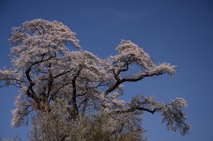 塩ノ崎の桜