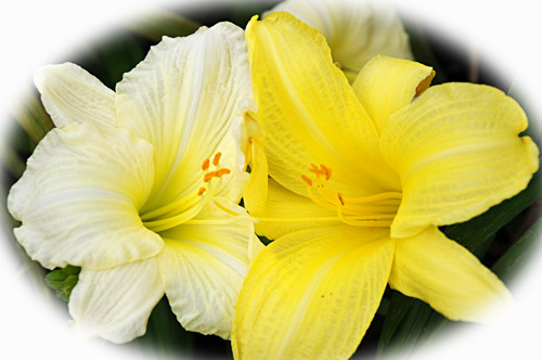 花２