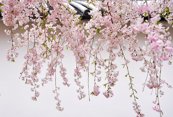 桜２