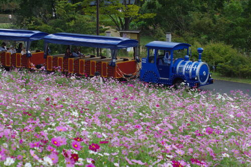 花の丘のコスモス