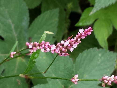 20150913_100827 (500x375).jpg
