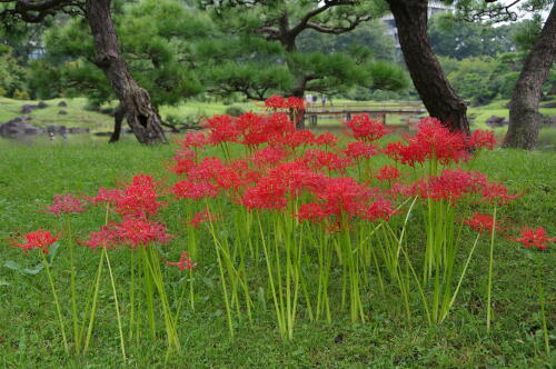 旧芝離宮恩賜庭園にて