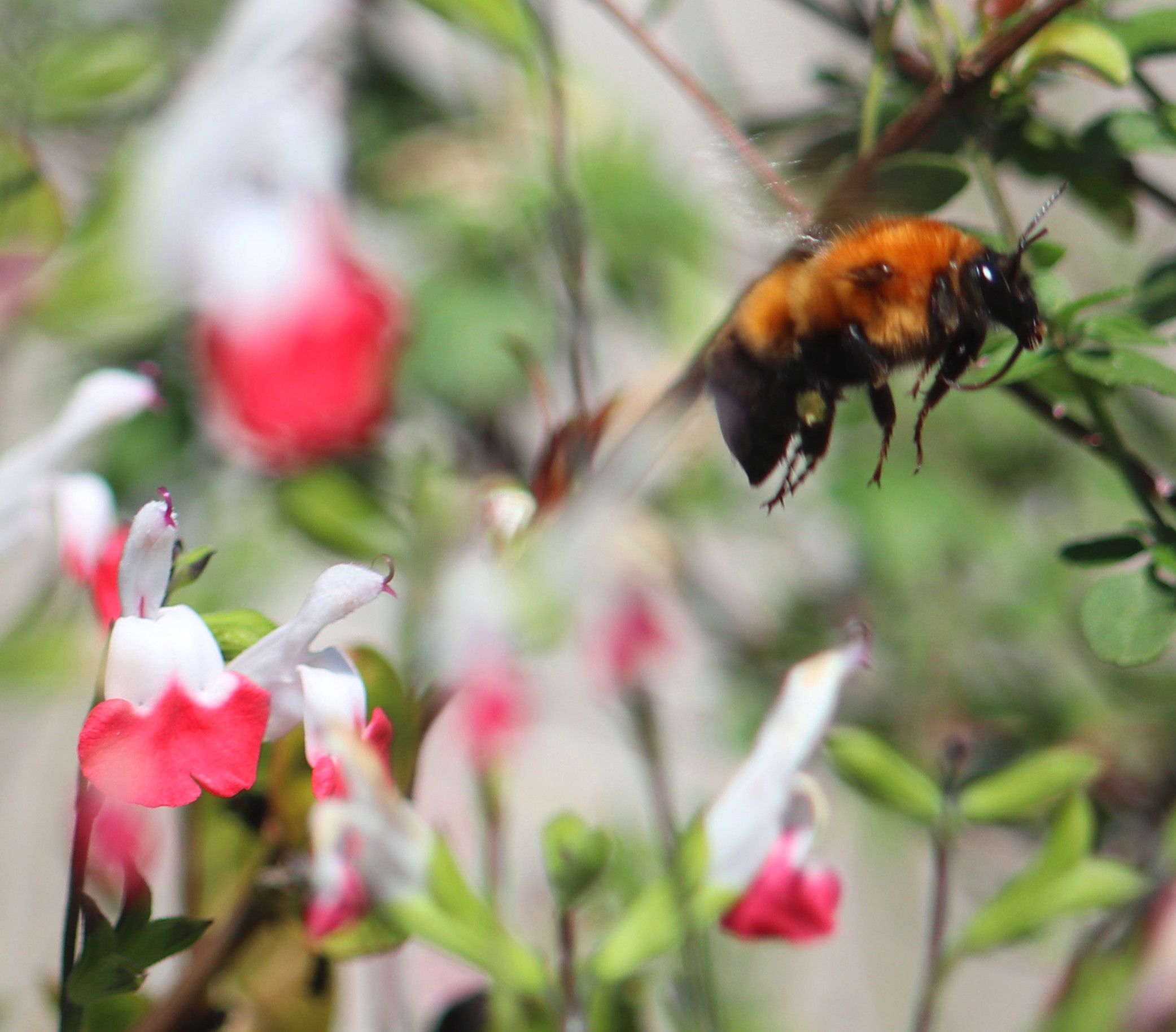 クマンバチ蜜嚢重いか運べるか トミタメゾンの庭の歳時記 楽天ブログ
