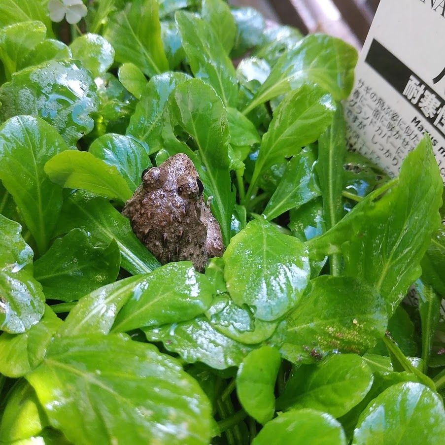 庭のカエル 不思議に思ったこと わかくさ日記 楽天ブログ