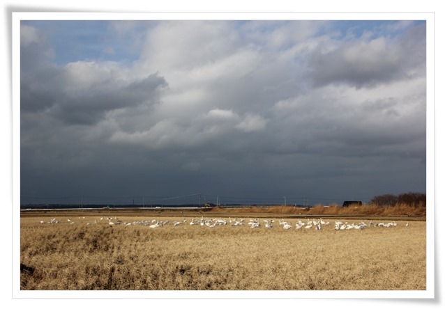 才田・ハクチョウ-13 14.12.23