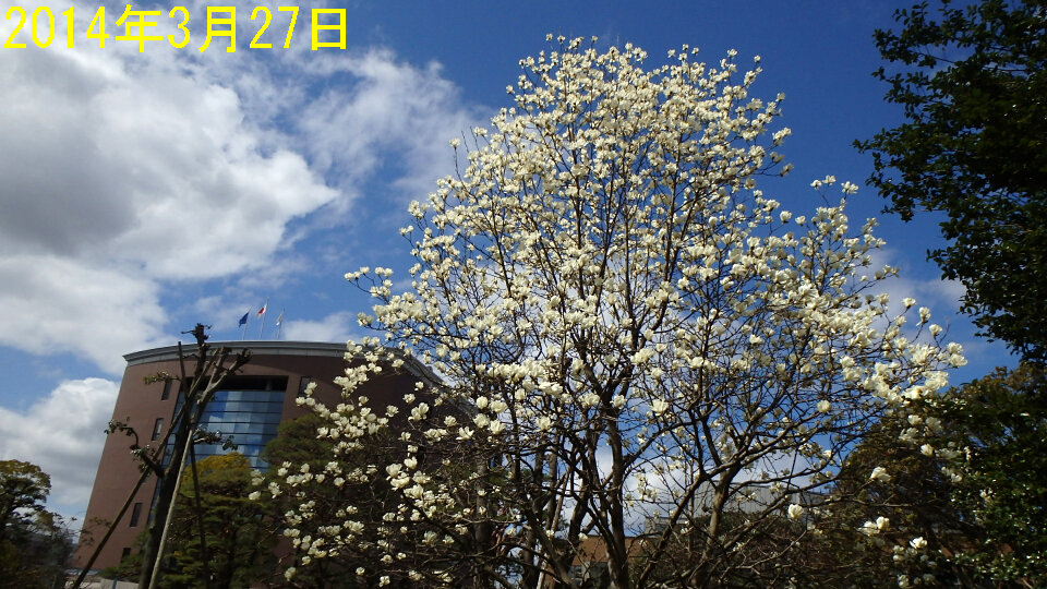 140331ハクモクレンb.jpg