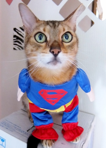 ハロウィン　コスチューム　Halloween　cat　ペット　猫　ねこ　ネコ　スーパーマン