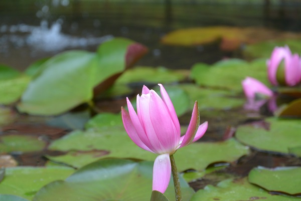 河津バガテル公園