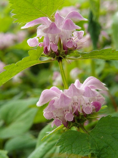 P5030950.jpg